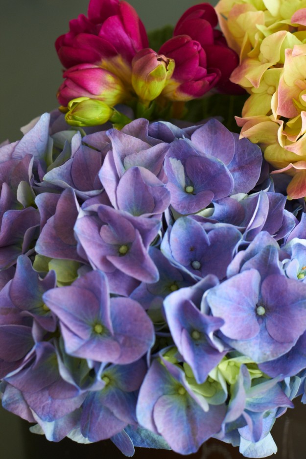 2 Flowergirls hortensien tastesheriff