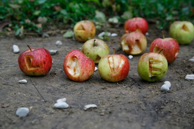 Love apples
