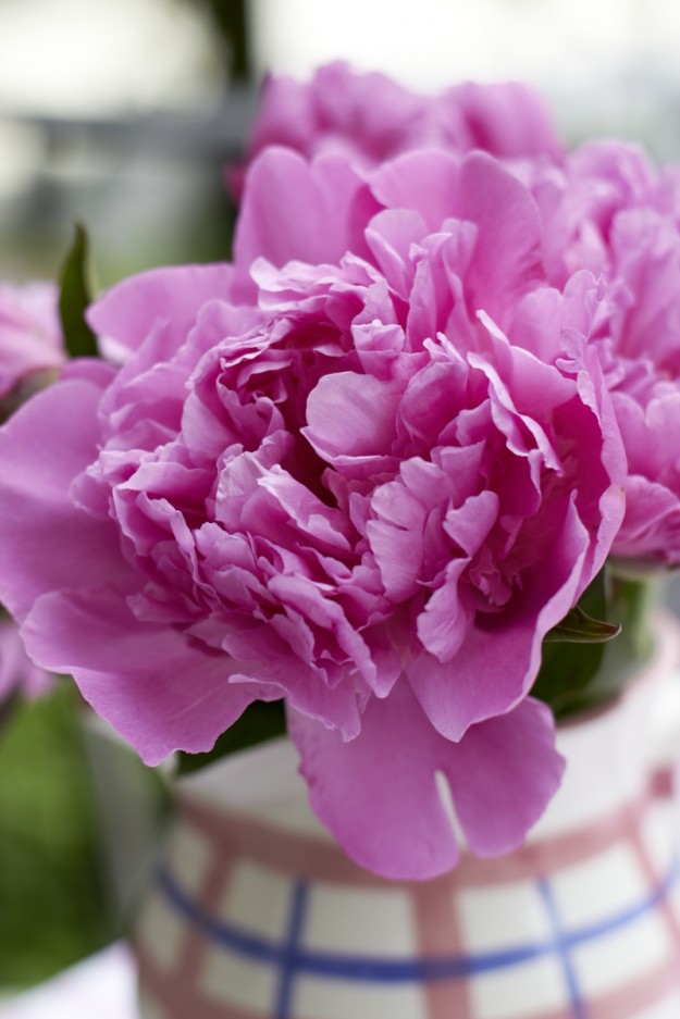 Blumen Juni 