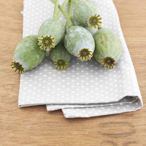 blumen August Mohnkapsel BLOGST