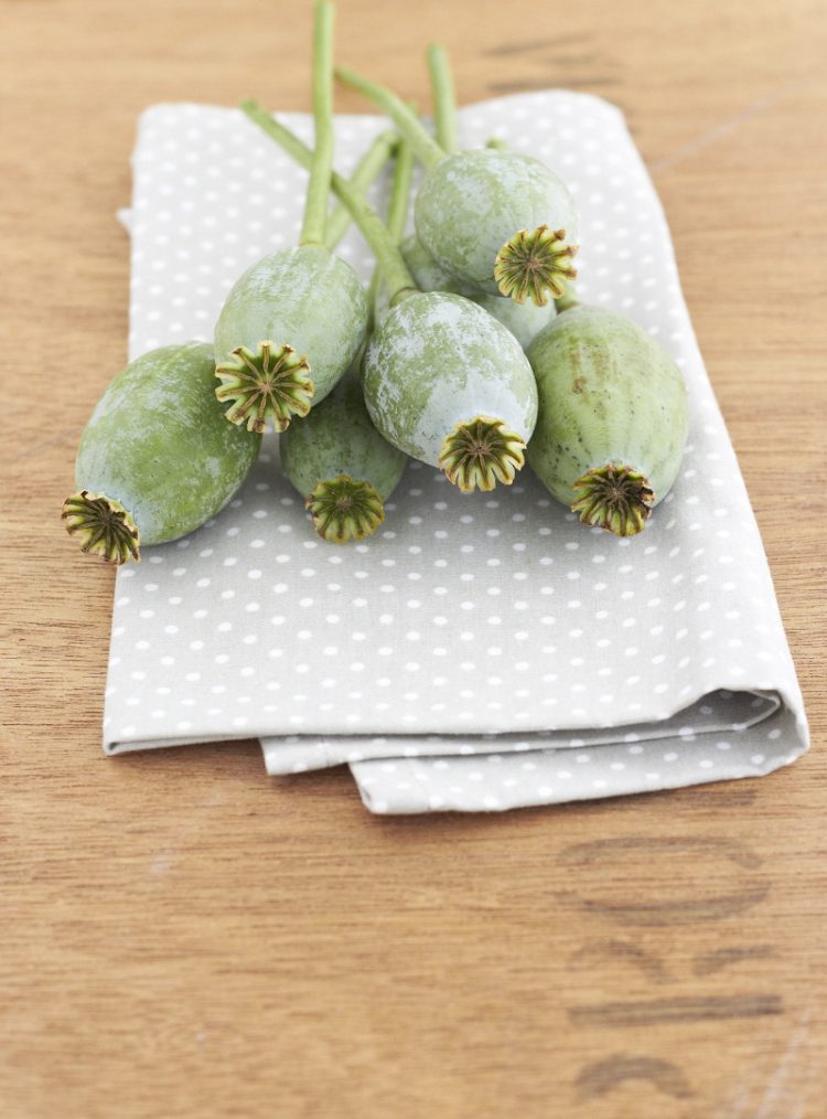 blumen August Mohnkapsel BLOGST