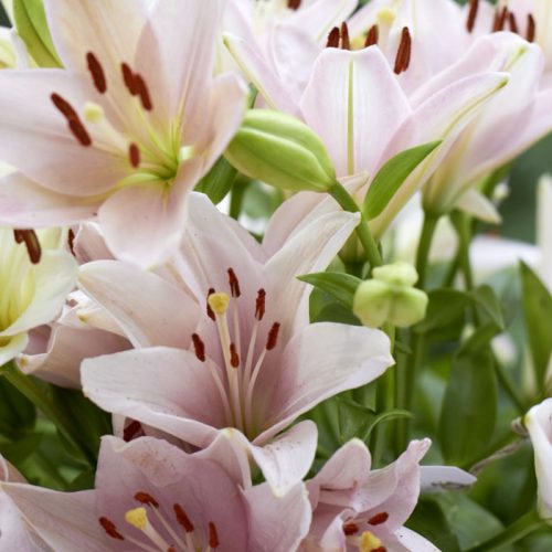 Lilien Blumen Blumenabo