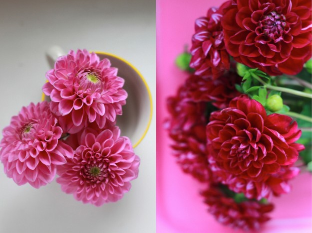 2flowergirls dahlia dahlie tasteheriff