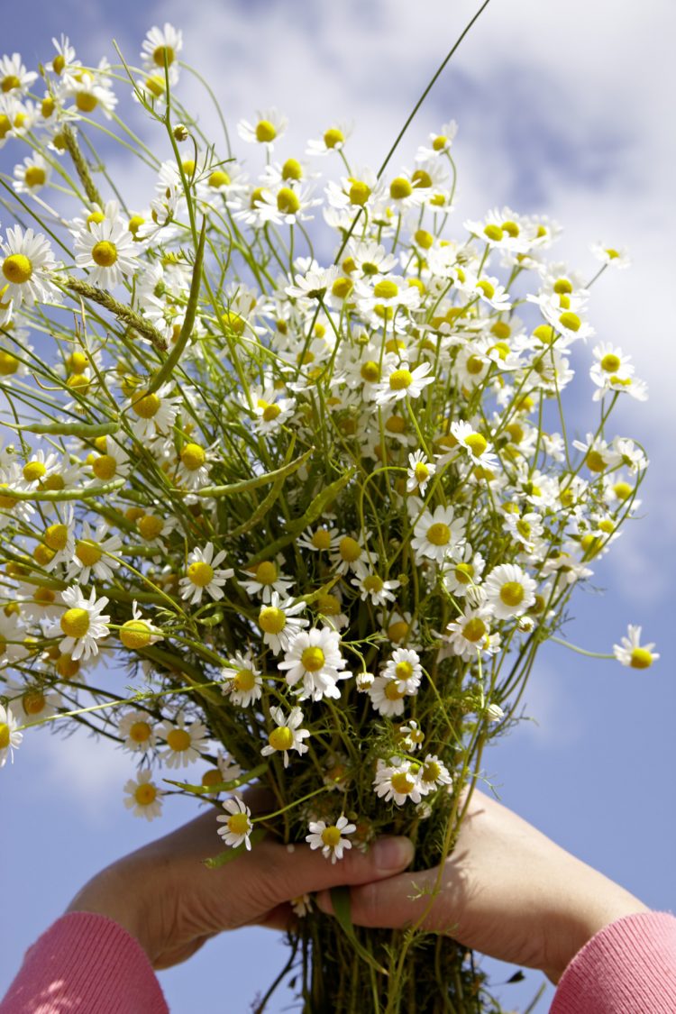 ich backs mir -sommerrezepte