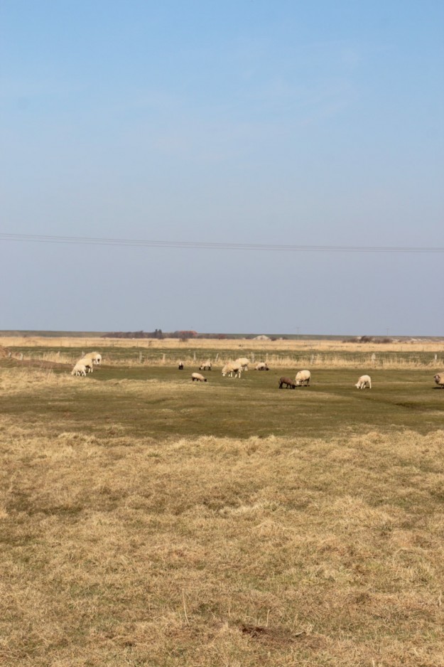 was kann man auf Foehr unternehmen? tastesheriff.com