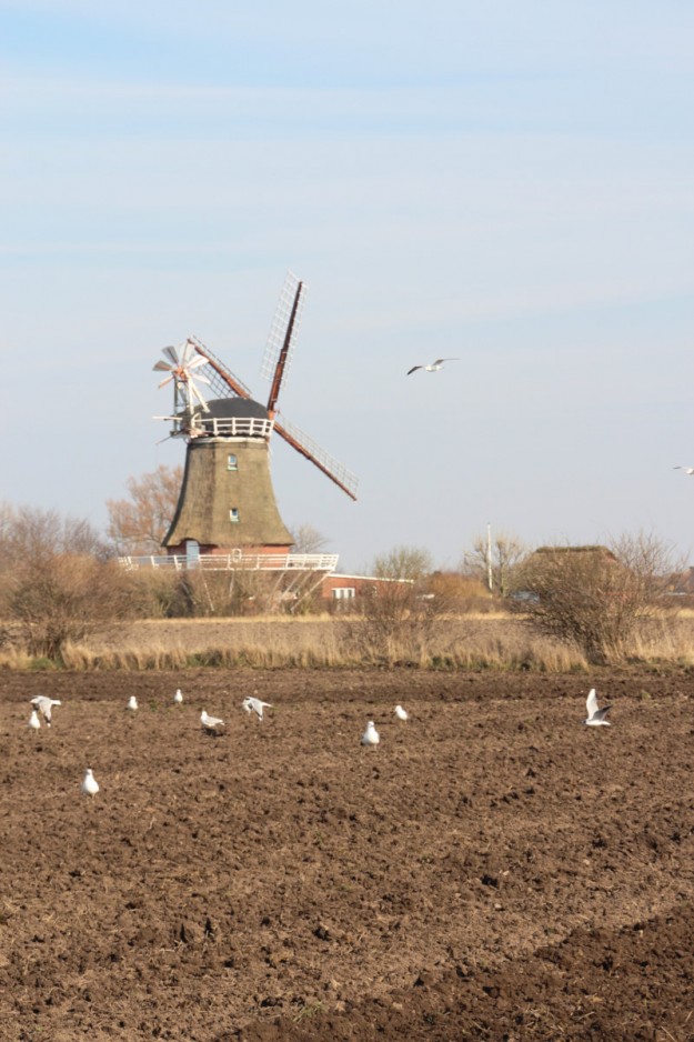 was kann man auf Foehr unternehmen? tastesheriff.com