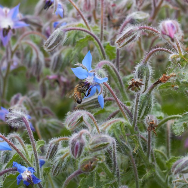 bienen bee carful tastesheriff
