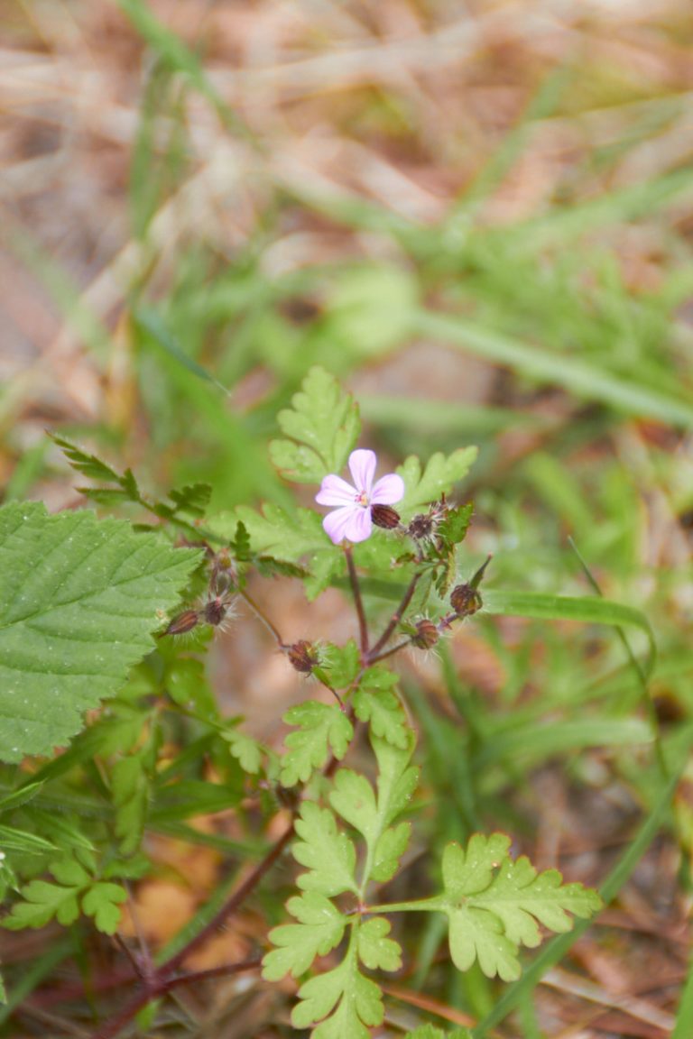 Die Bienenliebe – Claretti auf neuen Pfaden | tastesheriff