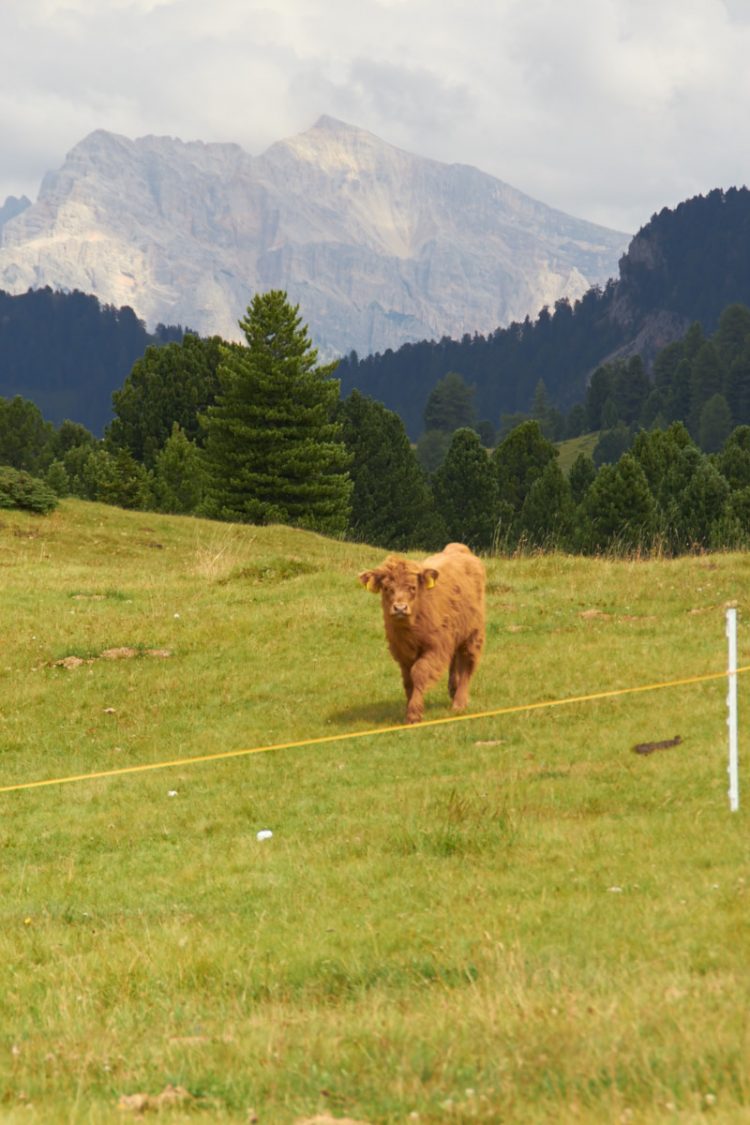 Suedtirol Wanderung um die Fornella Hütte
