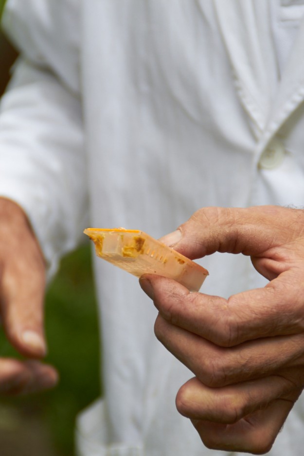 Imkerausbildung tastesheriff.com