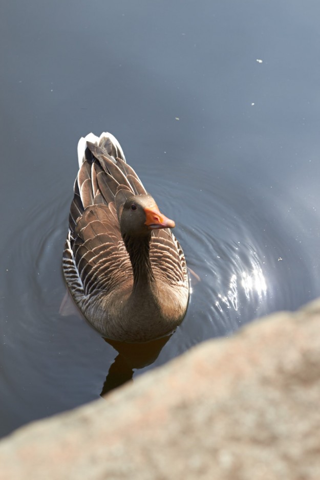 K&ouml;stliches Rhabarber-Bananenbrot f&uuml;r einen herrlichen Picknick-Nachmittag.