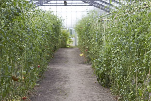 Auf dem Hof vorm Deich in den Marsch- und Vierlanden werden alte Tomaten-Sorten gepflanzt und deren Saatgut gesammelt um sie so vor dem Ausstreben zu bewahren.