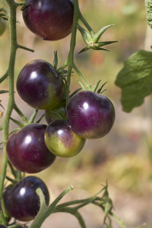 Auf dem Hof vorm Deich in den Marsch- und Vierlanden werden alte Tomaten-Sorten gepflanzt und deren Saatgut gesammelt um sie so vor dem Ausstreben zu bewahren.