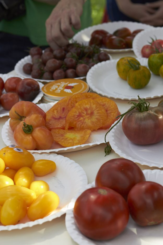 Auf dem Hof vorm Deich in den Marsch- und Vierlanden werden alte Tomaten-Sorten gepflanzt und deren Saatgut gesammelt um sie so vor dem Ausstreben zu bewahren.