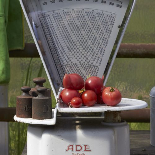 Auf dem Hof vorm Deich in den Marsch- und Vierlanden werden alte Tomaten-Sorten gepflanzt und deren Saatgut gesammelt um sie so vor dem Ausstreben zu bewahren.