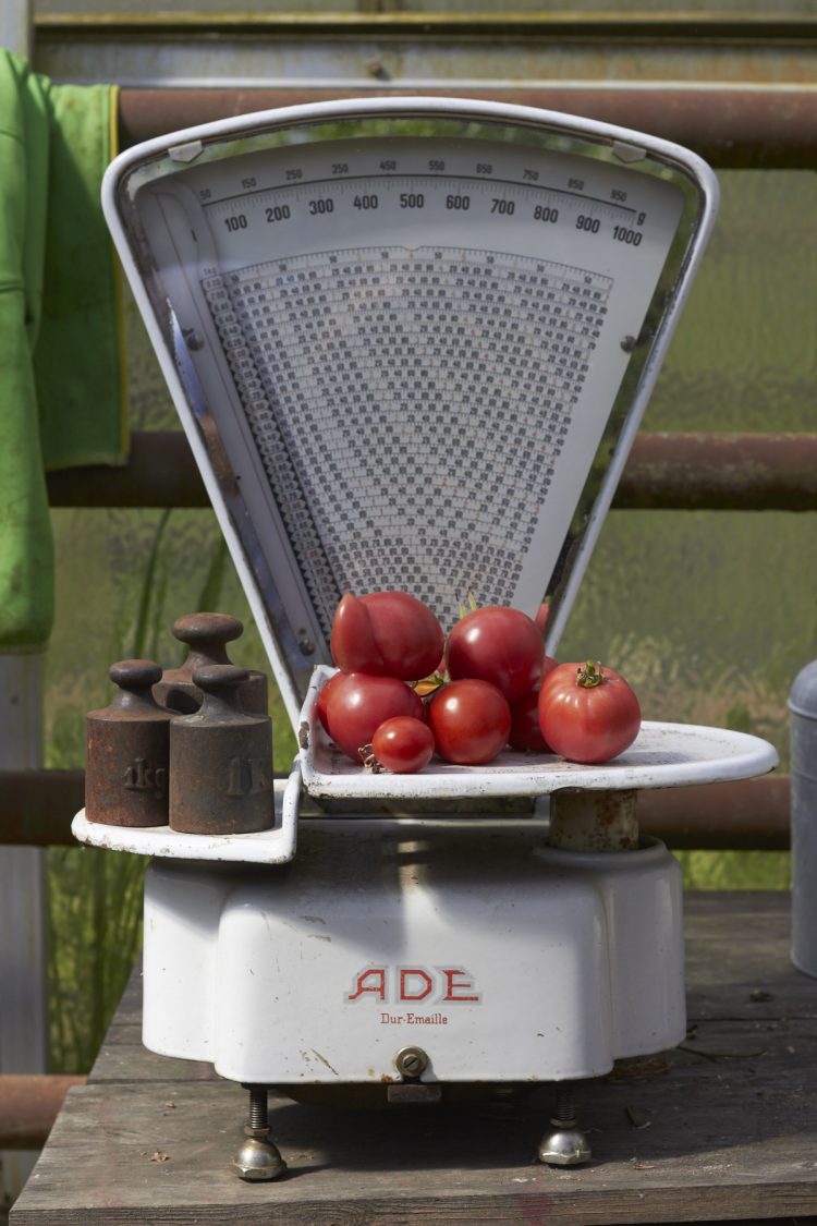 Auf dem Hof vorm Deich in den Marsch- und Vierlanden werden alte Tomaten-Sorten gepflanzt und deren Saatgut gesammelt um sie so vor dem Ausstreben zu bewahren.