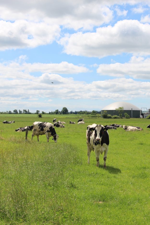 Deichdeern ist bei Tastesheriff zu Gast! Es wird nordfriesisch, nordfriesischer als es sowieso schon ist.