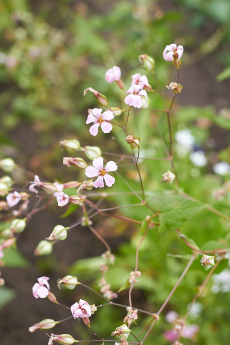 fünf Fragen am Fünften im Juli - tastesheriff -