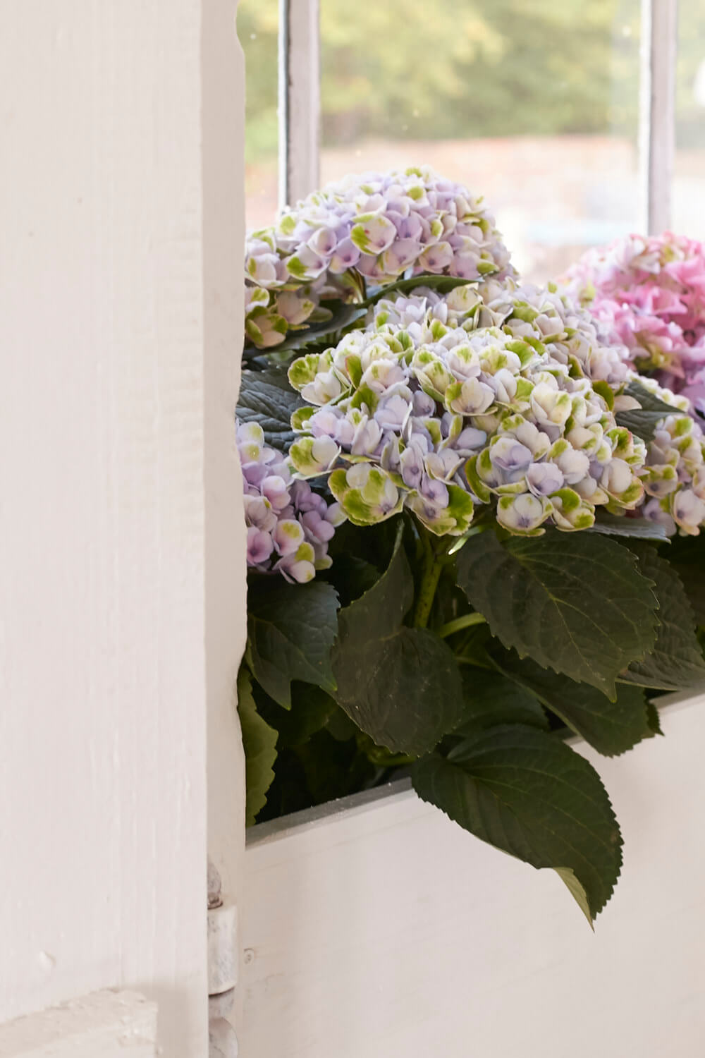 Magical Colors f&uuml;r den Sommer. Mit Hortensien die Sommerdeko verfeinern.