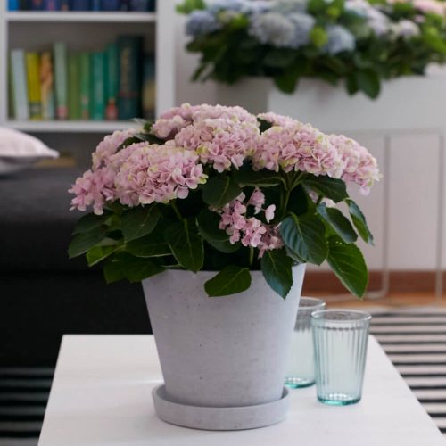 Ein Umstyling in Cuxhaven - mit jeder Menge Hortensien