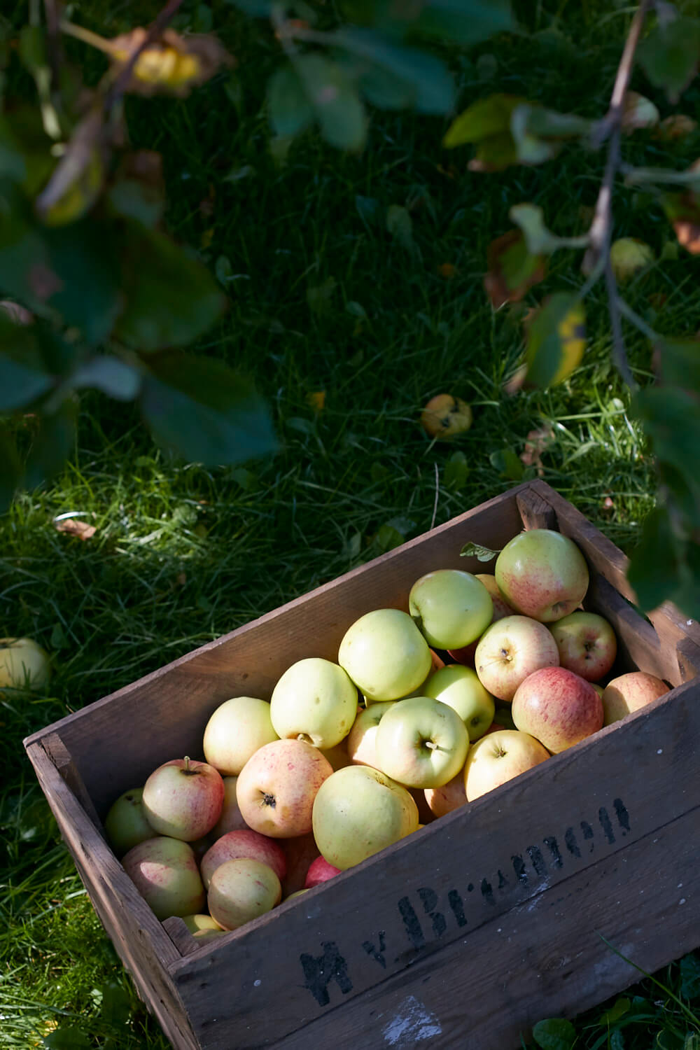 Was macht man wenn man 30 Apfelb&auml;ume im Garten stehen hat!? Richtig, Apfelsaft!