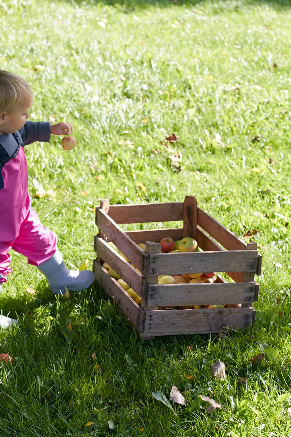 Was macht man wenn man 30 Apfelb&auml;ume im Garten stehen hat!? Richtig, Apfelsaft!
