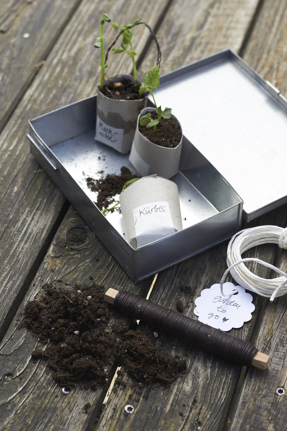 Setzlinge in Papprolle für den Garten