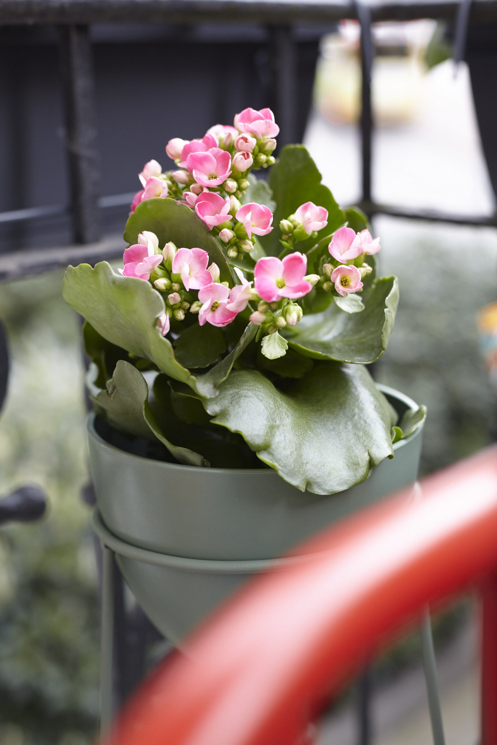 Die Outdoor-Saison ist er&ouml;ffnet! Ein Balkon-Umstyling mit Kalanchoe.