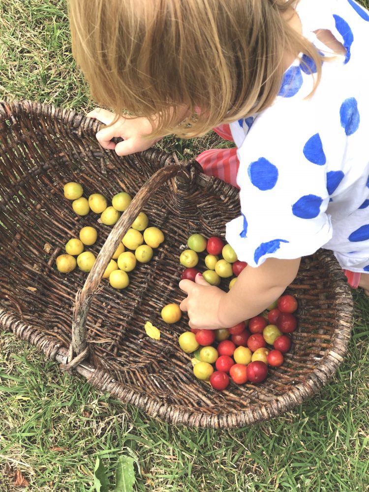 Mirabellen Clafoutis – ein super schneller und leckerer Mirabellenkuchen