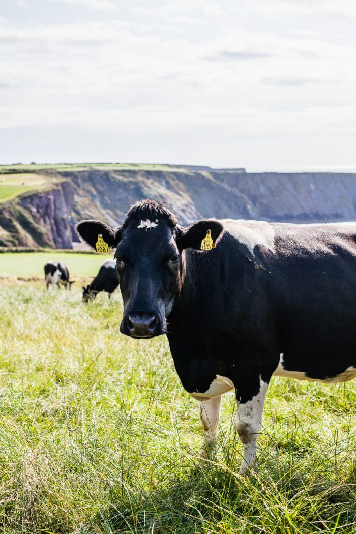 Irland – Weidemilch und der ideale Begleiter zum Käsebrot  – ein leckeres Pflaumen Chutney
