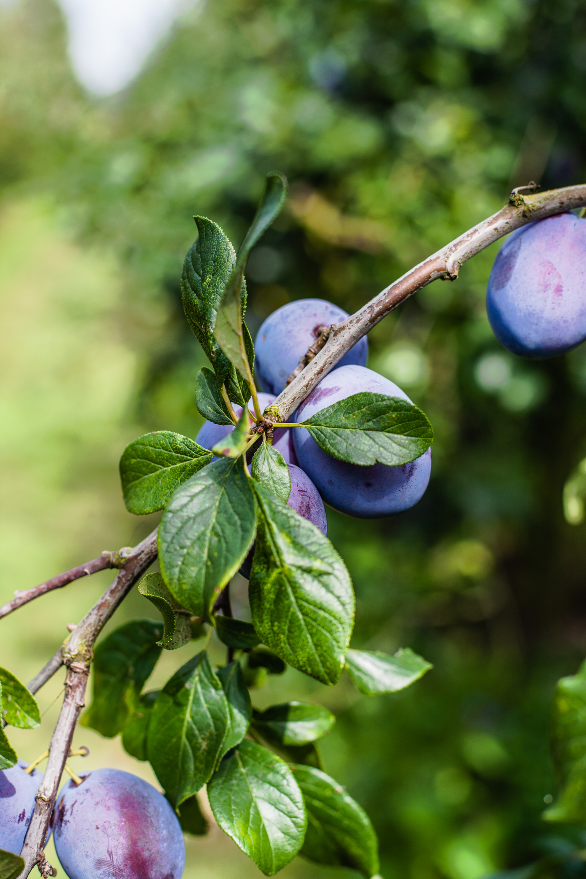warmer Zwetschgen Crumble mit selbstgeflückten Zwetschgen