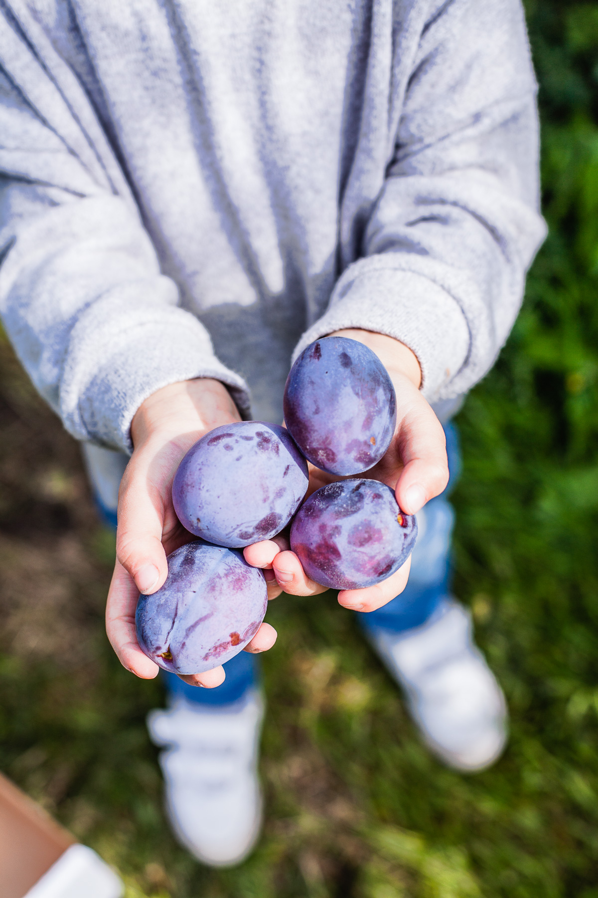 warmer Zwetschgen Crumble mit selbstgeflückten Zwetschgen