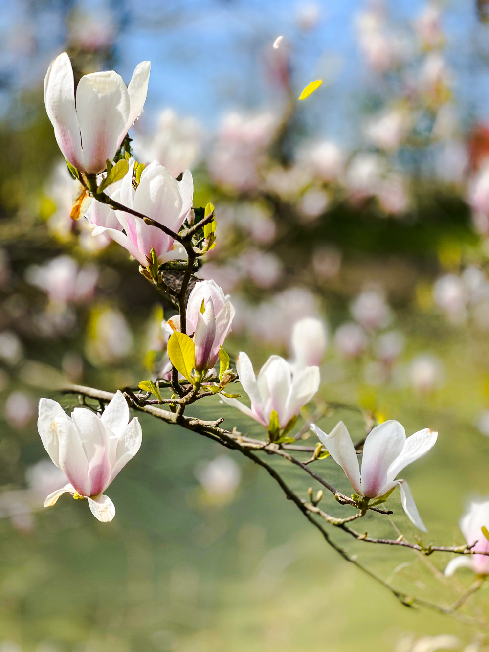 Familientagebuch in Coronazeiten - Woche 7 - tastesheriff