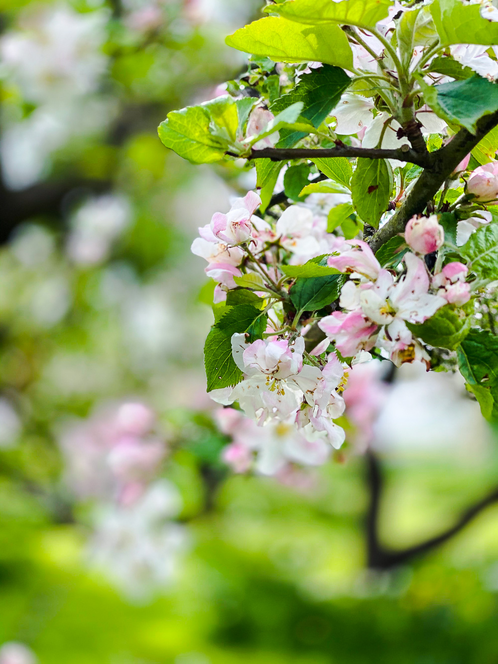 Familientagebuch in Coronazeiten - Woche 9 - tastesheriff