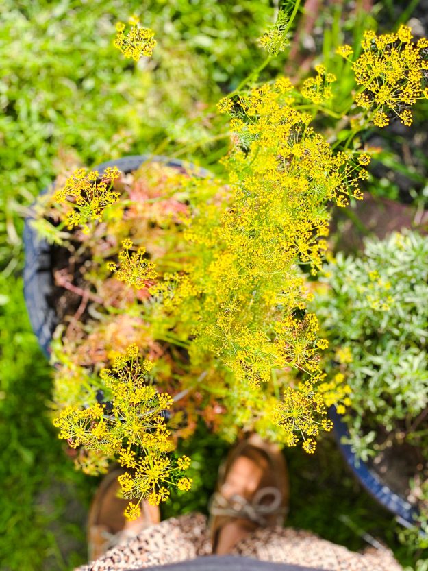 Sommer, Sonne, Sommersprossen - Edition 4 - kommt mit mir durch den Sommer