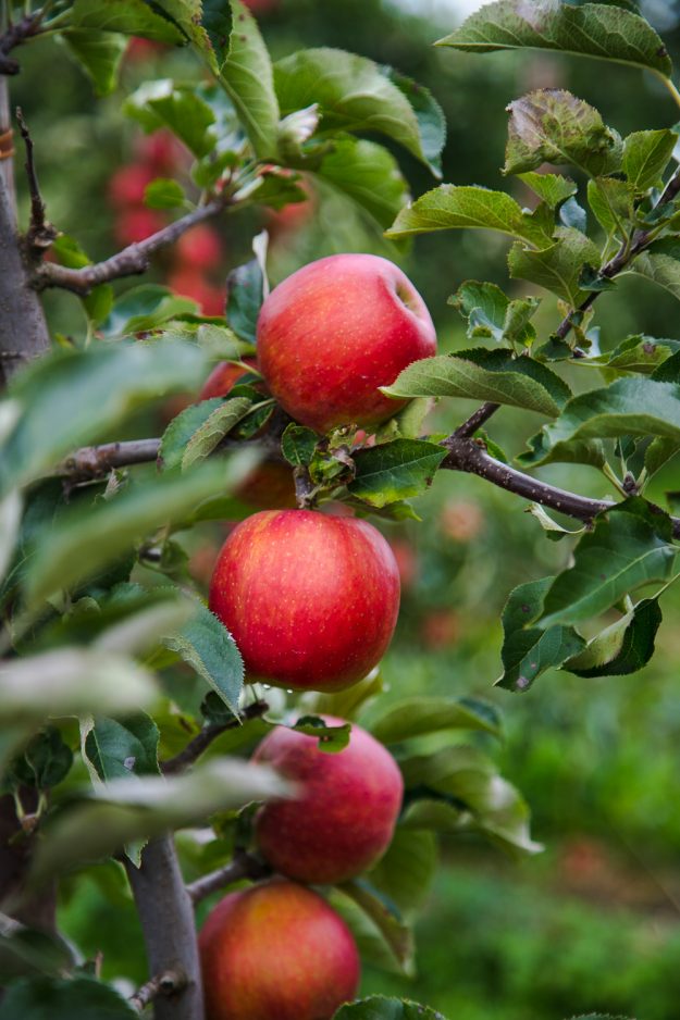 Unterwegs zur Apfelernte im Alten Land und dazu ein leckeres Apfel-Zimtschnecken Rezept
