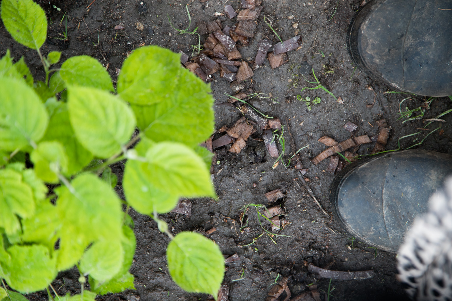 Garten Voll Mit Unkraut Der Garten nimmt Formen an und ist voll mit Hortensien