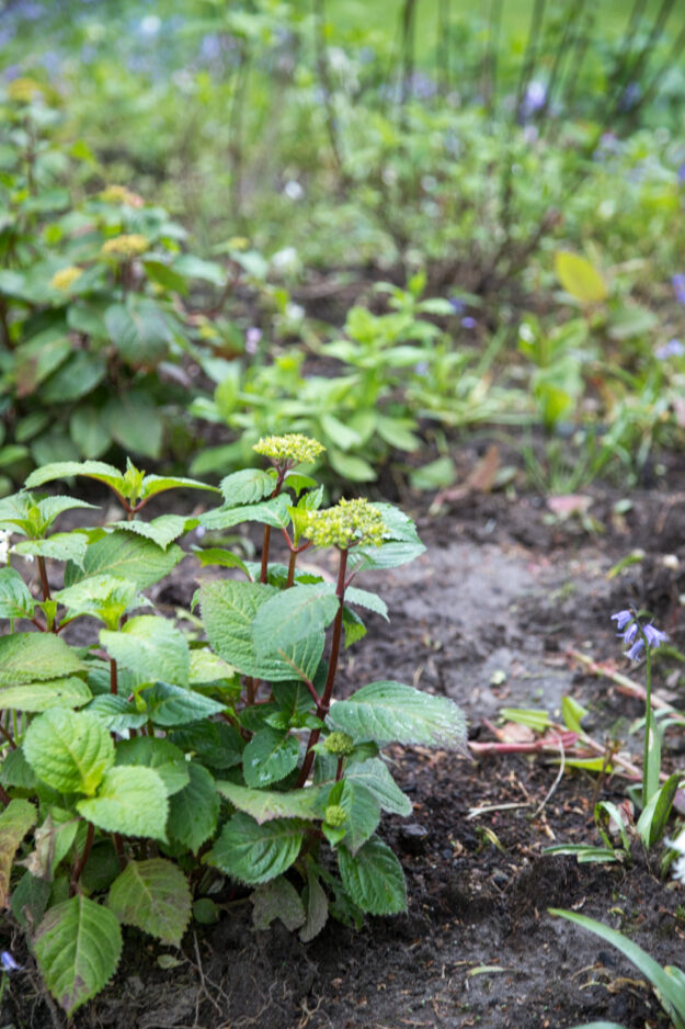 Garten Voll Mit Unkraut Der Garten nimmt Formen an und ist voll mit Hortensien