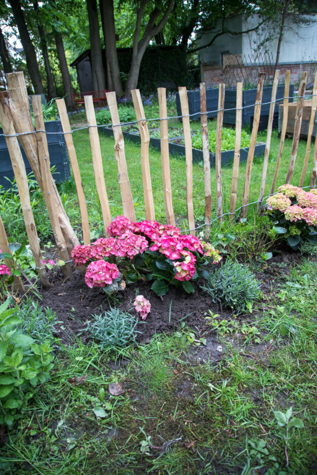 Garten Voll Mit Unkraut Der Garten nimmt Formen an und ist voll mit Hortensien