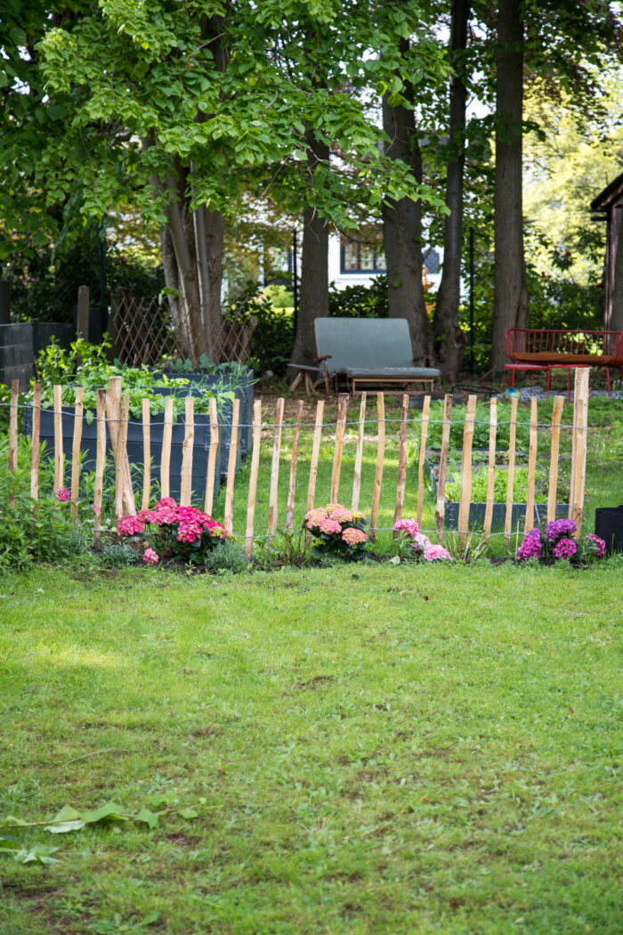Garten Voll Mit Unkraut Der Garten nimmt Formen an und ist voll mit Hortensien