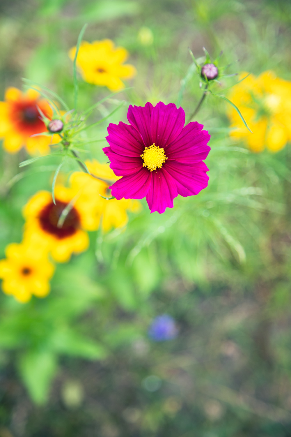 Lebensupdate tastesheriff