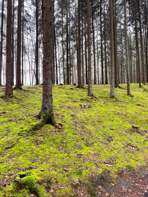Ausflug mit Kindern in der Nähe von Hamburg - der Märchenwanderweg in Jesteburg