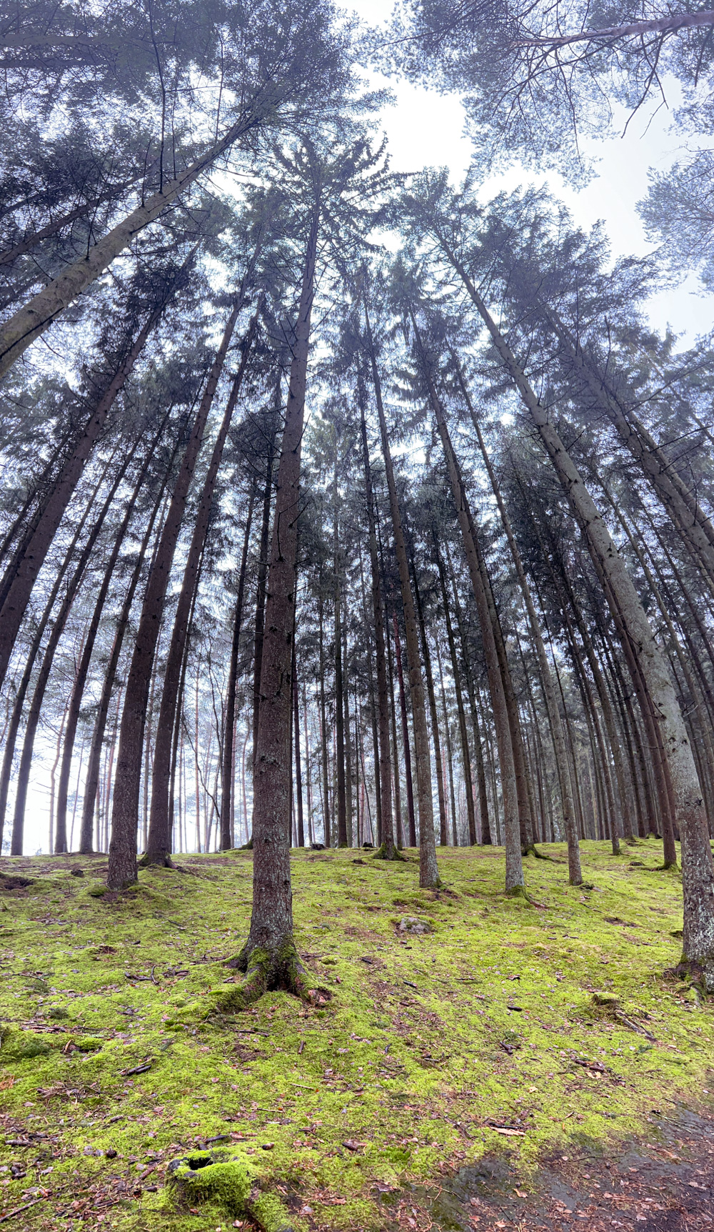 Ausflug mit Kindern in der N&auml;he von Hamburg - der M&auml;rchenwanderweg in Jesteburg