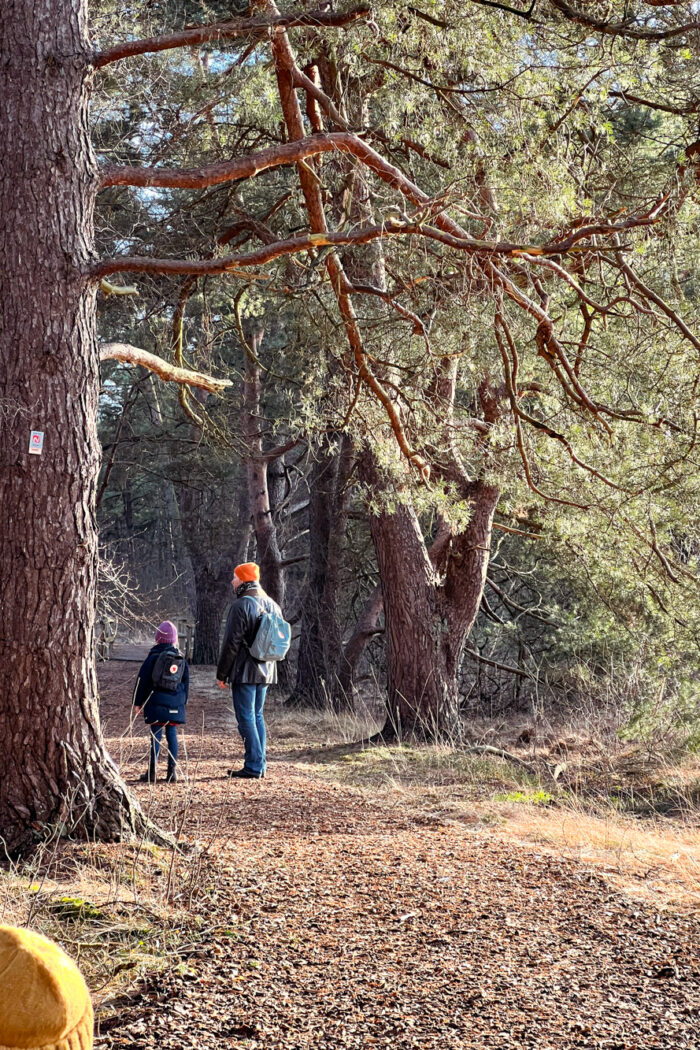 Ausflug mit den Kindern- Unterwegs auf dem Nordpfad „D&ouml;r’t Moor“