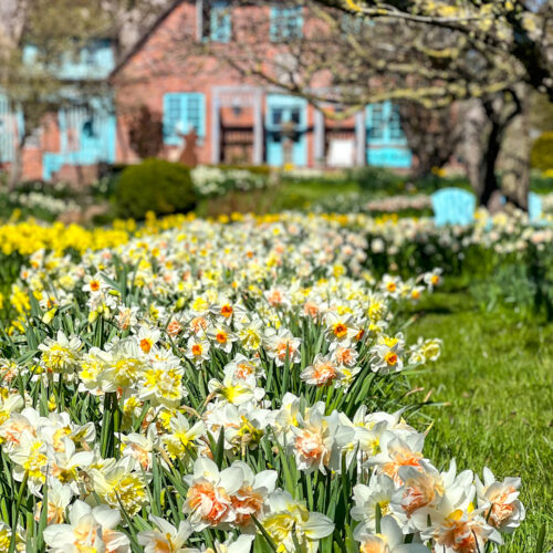 Das Narzissenfest bei meiner Mutter auf Hof Hilligenbohl in Nordfriesland steht vor der Tür - wie jedes Jahr Ende April verzaubert ein Blütenmeer von Narzissen den ganzen Garten!