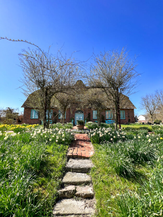 Das Narzissenfest bei meiner Mutter auf Hof Hilligenbohl in Nordfriesland steht vor der Tür - wie jedes Jahr Ende April verzaubert ein Blütenmeer von Narzissen den ganzen Garten!