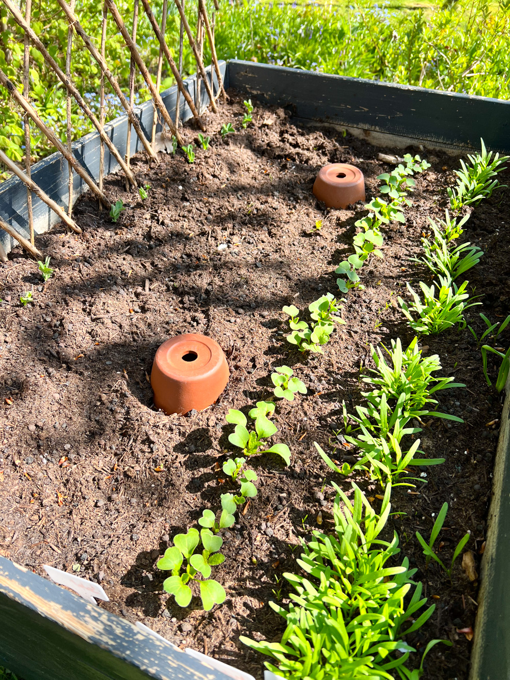 Ich möchte im Garten manchmal Zeit sparen! Aus diesem Grund habe ich Ollas gebaut: Eine optimierte Bewässerung, die sogar eine jahrtausendalte Tradition hat.