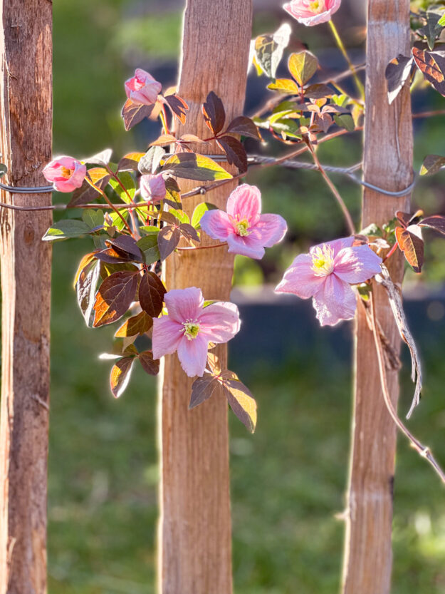 Monatsrückblick tastesheriff - Mai 2022