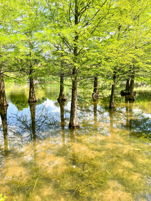 Ein schöner Ausflug vor die Tore Hamburgs: das Arboretum in Ellerhoop