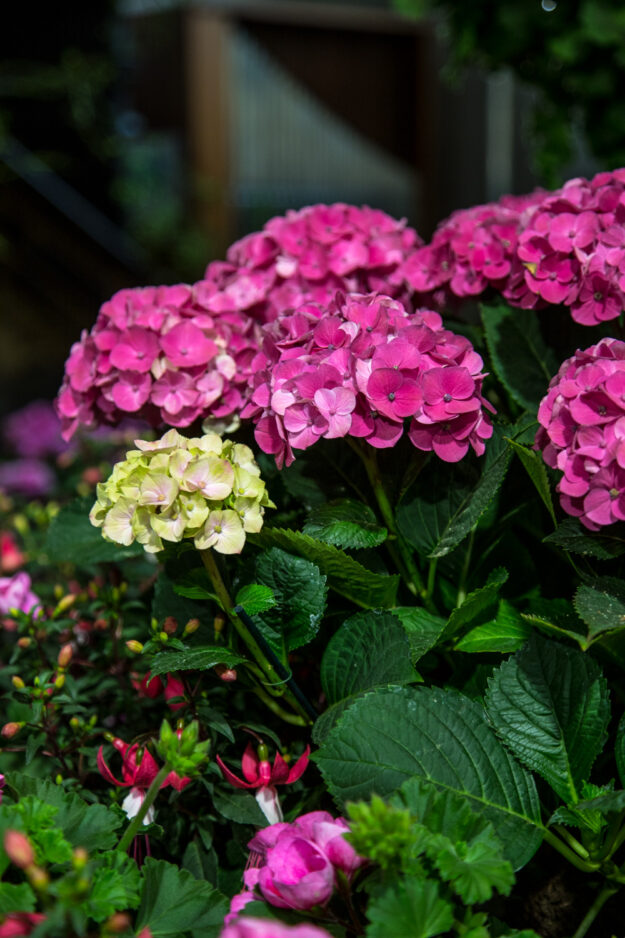 Ich nehm Euch mit auf die Landesgartenschau in Beelitz wo sich nicht nur alles um die Gärten sondern auch um den Spargel dreht.